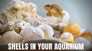 How to Prepare Shells for Your Aquarium - Shell-dweller Tank