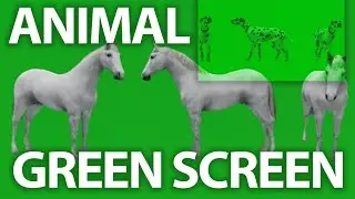 Animal green screen  walk realistic 3D Animal rendering isolated green screen 4k buy in telegram bio