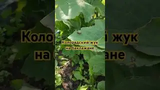 Колорадский жук есть баклажаны?