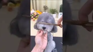 Пес у барбершопе ✂️🐶😉 