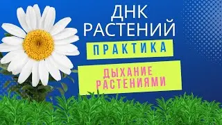 Усиление возможностей через дыхание ДНК растения.