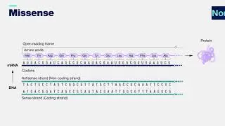 Missense mutation 3-D