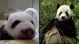 Giant Panda Baby Boom Is Adorable and Encouraging