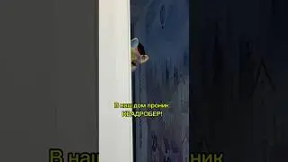 Квадробер проник в квартиру 😱