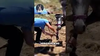 Спасли привязанную в горах лошадь 😱🔥🐴