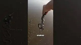 Meet the Sea Snake: One Bite, 30 Minutes to Live 😱