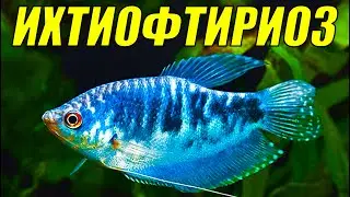 Ихтиофтириоз начал прогрессировать! Лечение в общем аквариуме!