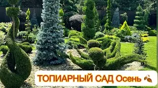 ✅ТОПИАРНЫЙ САД Осень 🍂ОБЗОР РАСТЕНИЯМ ДЛЯ ТОПИАР