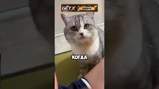 Жизненный урок для кота 🐈🐈 