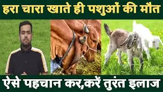 हरा चारा खाते ही पशुओं की मौत || Cyanide Poisoning in Cattle || पशुओं की मौत || HCN