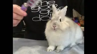 Brushing My Rabbit for 5 minutes