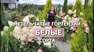 КАКИЕ МЕТЕЛЬЧАТЫЕ ГОРТЕНЗИИ ОСТАЮТСЯ БЕЛЫМИ | Белые сорта метельчатых гортензий