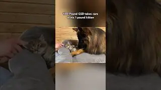 100-Pound German Shepherd takes care of his 1 pound kitten 