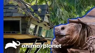 🔴 Check Out These Unbelievable Animal Cribs! | Animal Cribs