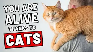 How Cats Secretly Save Our Lives Each Day