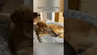 Tiny kitten playfully bullies golden retriever #dogs #kittens