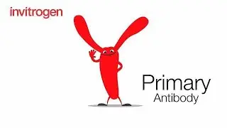 Introducing Invitrogen Primary Antibody