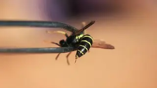 Why You Shouldnt Use Tweezers To Remove a Bee Stinger | Dr. Ian Smith