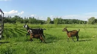 Разведение и содержание Англо-нубийской породы коз. Фермерское хозяйство Kamadhenu