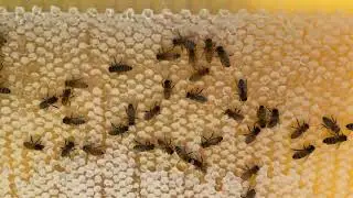 Prairie Honey Bees - How to Harvest Gently?