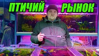 Птичий рынок Садовод. Цены на растения и рыбок. Декабрь 2022