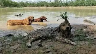 Silliest Creature on Earth - Funny and Cute Golden Retriever Dog