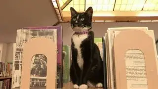 'Pages' The Library Cat - Hatteberg's People TV