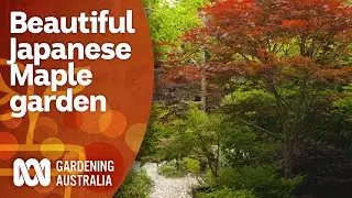 A picturesque cottage garden filled with Japanese Maples | Garden Design | Gardening Australia