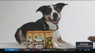 Busch unveils non-alcoholic Dog Brew