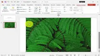 How to apply rotated white picture style in PowerPoint 365