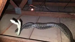 Snake Duel in Womans Roof || ViralHog