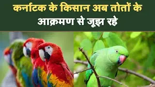 कर्नाटक के किसान अब तोतों के आक्रमण से जूझ रहे || Attack of Parrots || Parrots