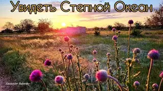 УВИДЕТЬ СТЕПНОЙ ОКЕАН