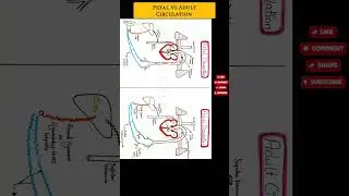 Fetal circulation vs adult circulation