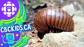 7 Creepy Crawlers You Live With | CBC Kids