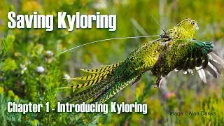 Saving Kyloring Chapter 1 - Introducing Kyloring, the western ground parrot