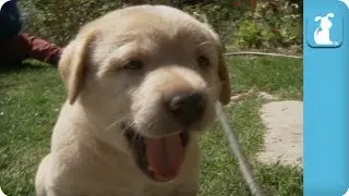 Labrador Puppies Tired From Being So Cute - Puppy Love