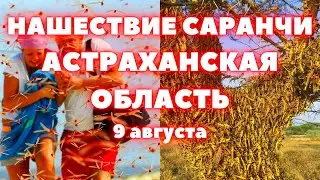 Нашествие саранчи в Астраханской области. Крым готовится к нашествию саранчи