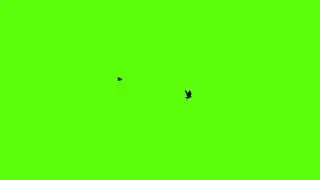 beautiful bird flying effect green screen [chroma key] (720p hd)