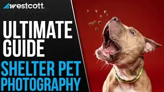 Tips & Tricks for Shelter Pet Photography | The Ultimate Guide