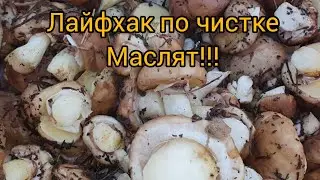 КАК БЫСТРО ЧИСТИТЬ МАСЛЯТА?...