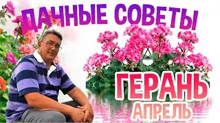 ДАЧНЫЕ СОВЕТЫ - ЛУЧШИЙ СПОСОБ РАЗМНОЖЕНИЯ ГЕРАНИ часть 3 /АПРЕЛЬ