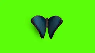 beautiful blue butterfly effect green screen {chroma key}...[720p hd ]