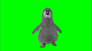 Green Screen Cute Baby Penguin video effects