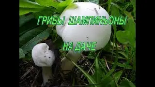 Шампиньоны на даче. Как вырастить шампиньоны. Шампиньоны на огороды. Грибы в огороде. Огород