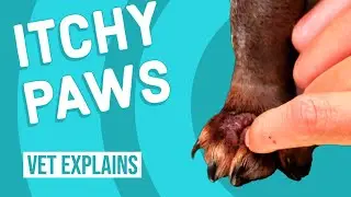 Itchy Paws from Seasonal Allergies | What to Do