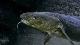 Burbot | Prins Willem V Shipwreck | Lake Michigan