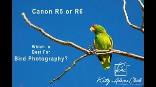 Canon R5 versus R6 -- Which is Best for Bird Photography?