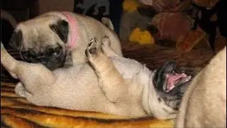 You Would Want a Pug after Finishing this Video - Top 10 Pug Dog