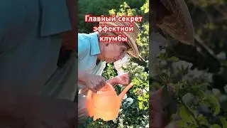 НИКОГДА не делайте это с клумбой из многолетников